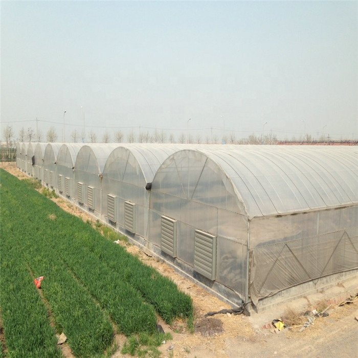 greenhouse (5).jpg