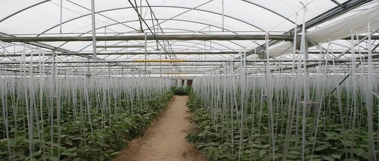 greenhouse (6).jpg